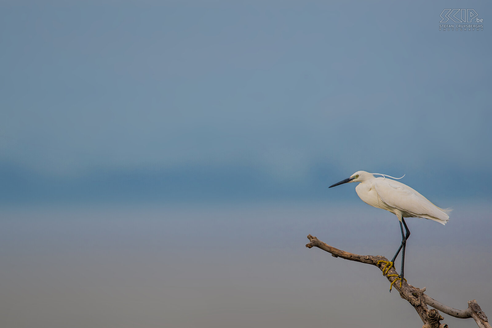 Lake Awassa - Little egret  Stefan Cruysberghs